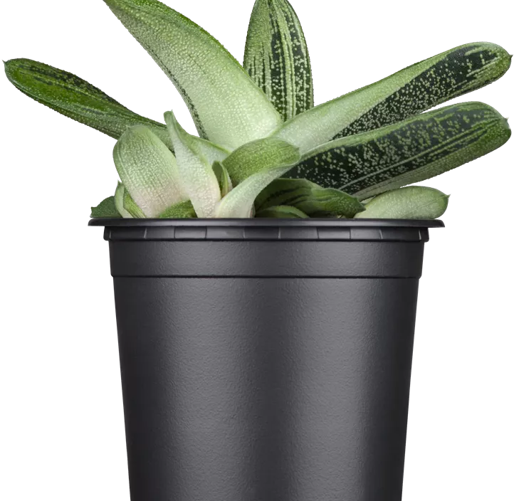 Aloe Aloe