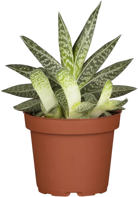 aloe vera bei magenproblemen Bio Aloe Vera Saft – Natürlicher Vital-Drink für Dich main image 0