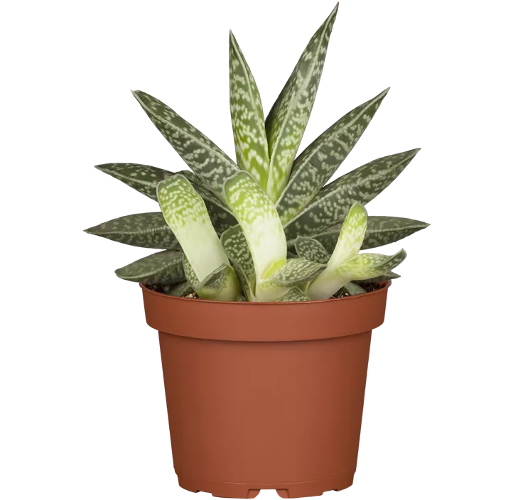 Aloe