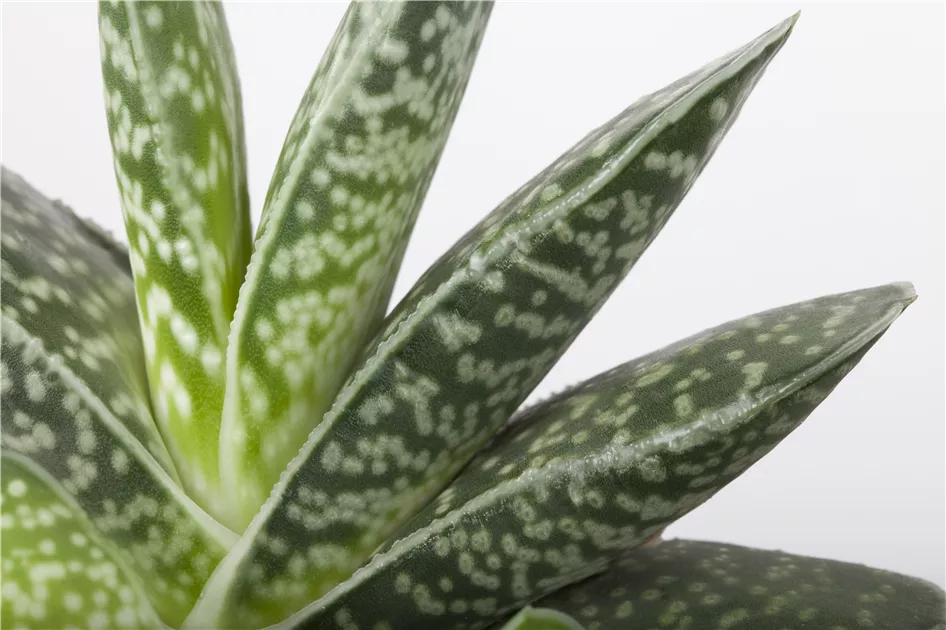 standort aloe vera drinnen Aloe vera (Echte Aloe) kaufen main image 1