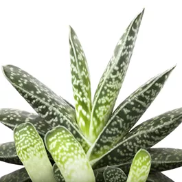 Aloe Mischung