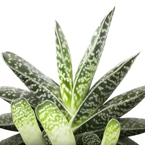 Aloe Mischung
