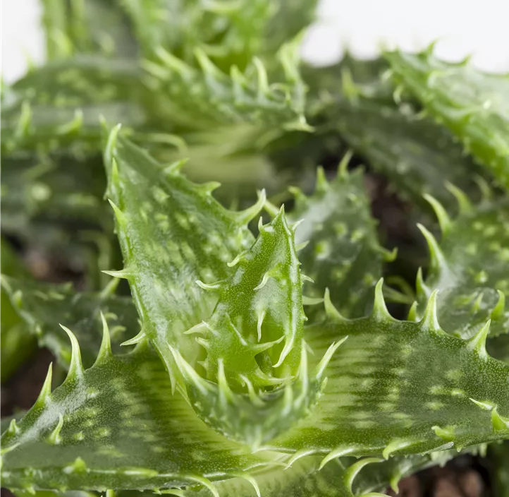Aloe