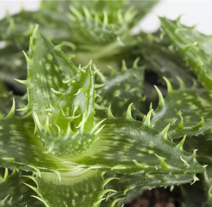 Aloe