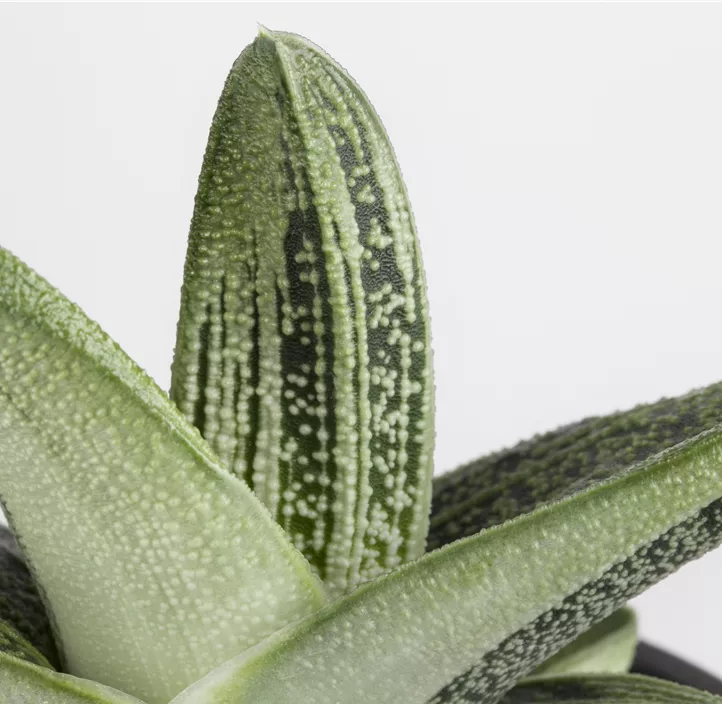 Aloe