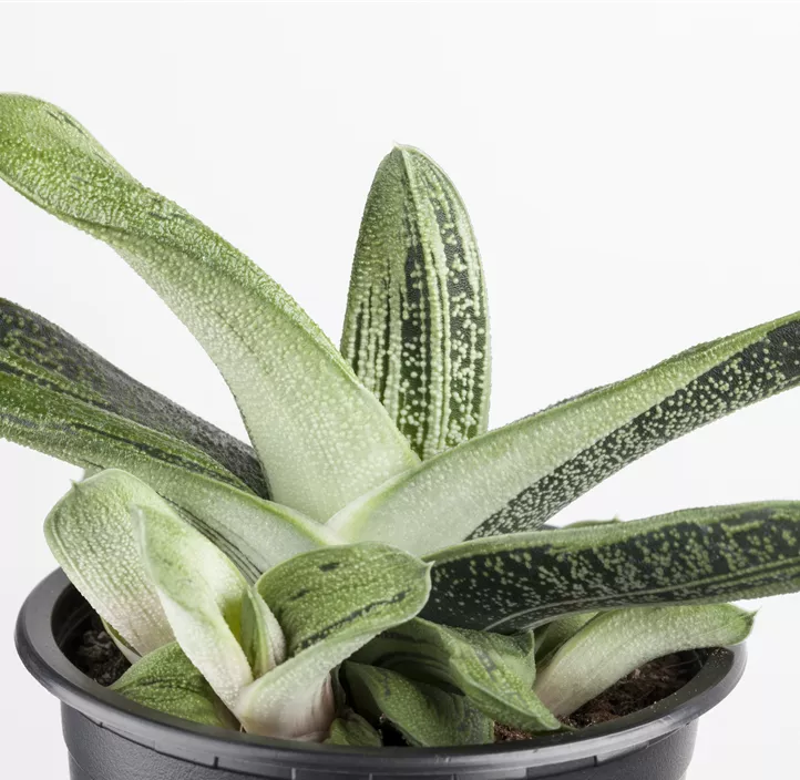 Aloe