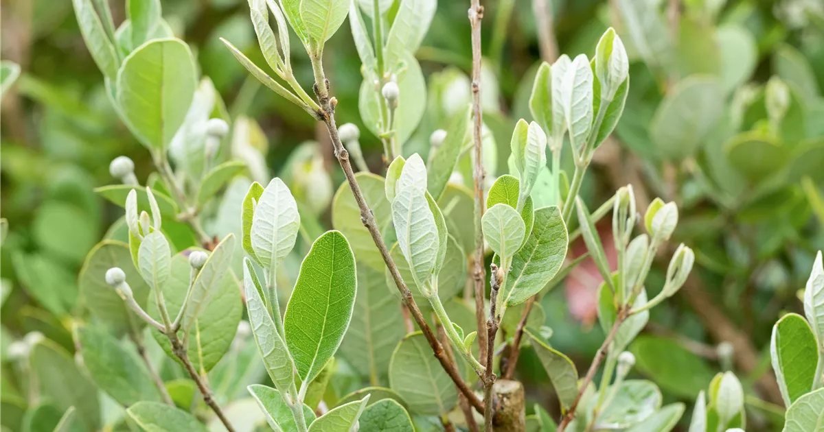 Talea Di Feijoa (Acca Sellowiana) - Varietà Guava Ananas Mammut - Pianta Da Frutto Esotica