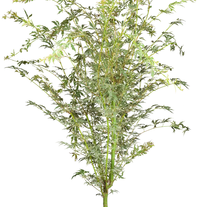 Fächerahorn 'Butterfly'