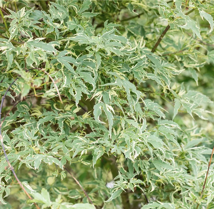 Fächerahorn 'Butterfly'
