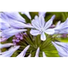 bellaflora Gartencenter GmbH