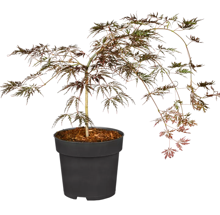 Roter Schlitzahorn 'Crimson Queen' Roter Schlitzahorn 'Crimson Queen'