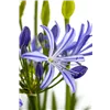 bellaflora Gartencenter GmbH