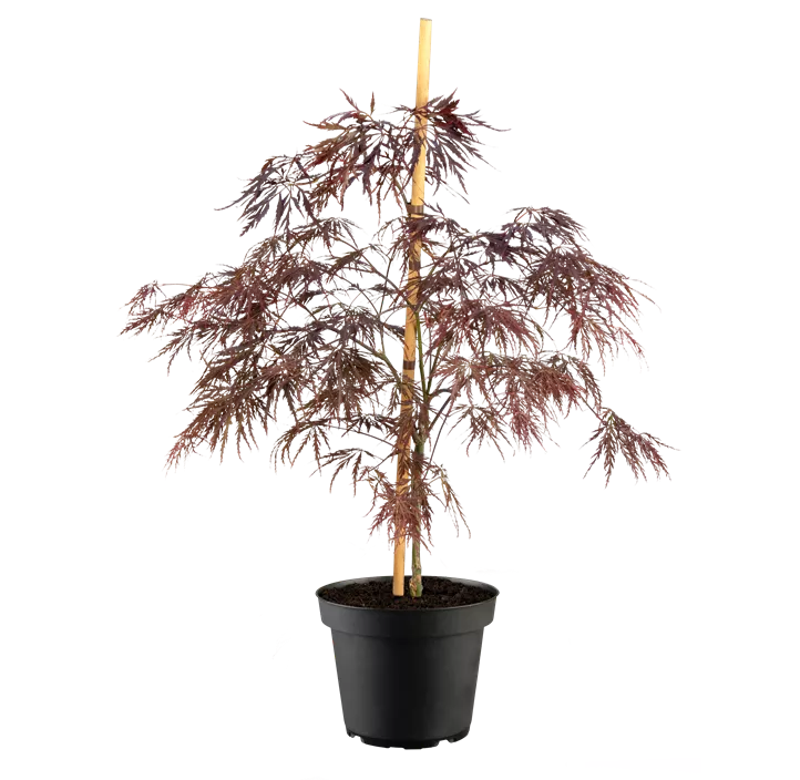 Fächerahorn 'Inaba-shidare'