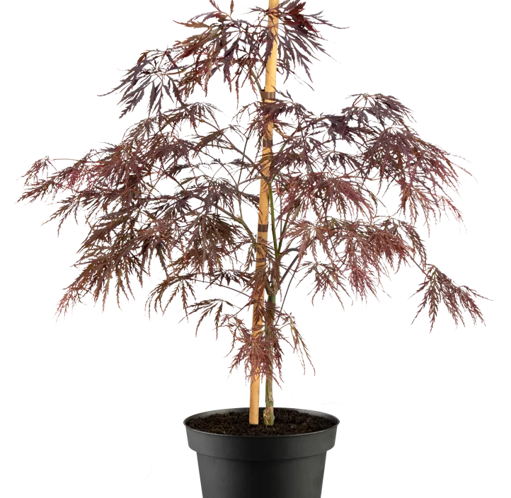 Fächerahorn 'Inaba-shidare'