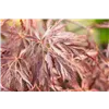bellaflora Gartencenter GmbH