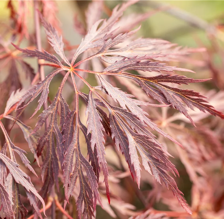 Fächerahorn 'Inaba-shidare'