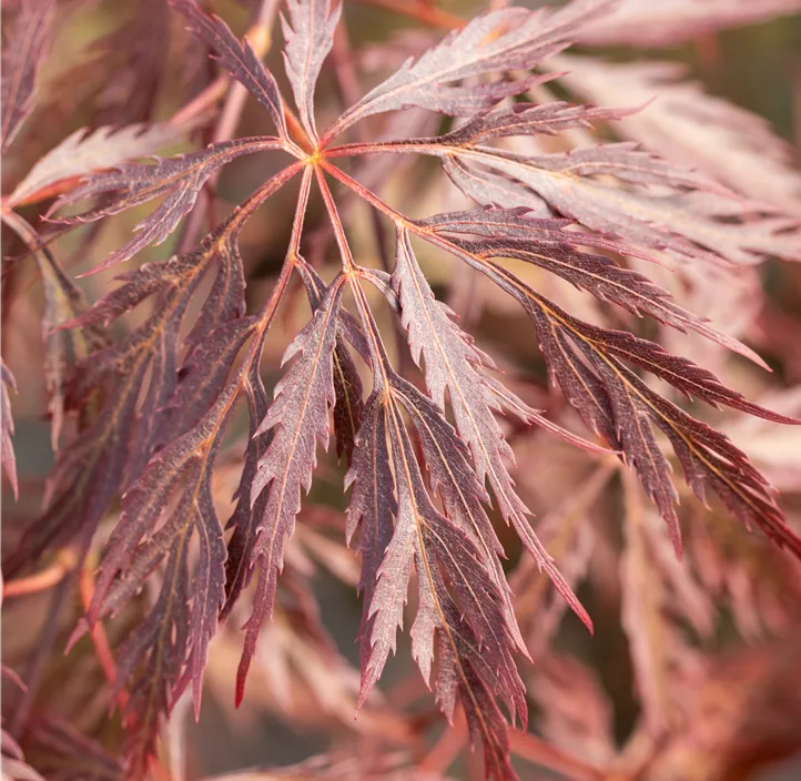 Fächerahorn 'Inaba-shidare'