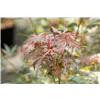 bellaflora Gartencenter GmbH