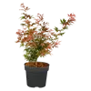 bellaflora Gartencenter GmbH