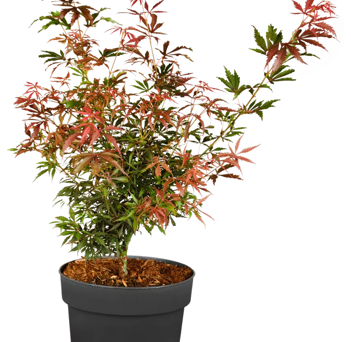 Fächerahorn 'Jerre Schwartz'