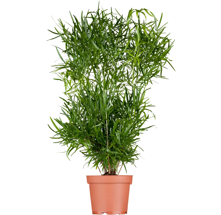 Zier-Spargel