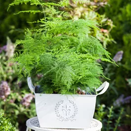 Asparagus setaceus