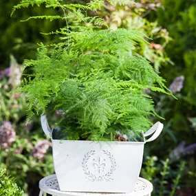 Asparagus setaceus