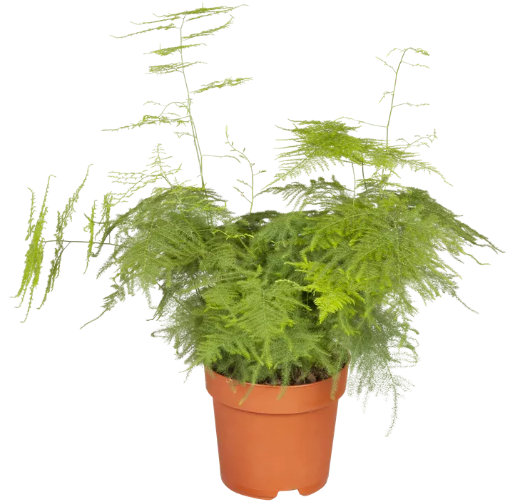 Feder-Spargel