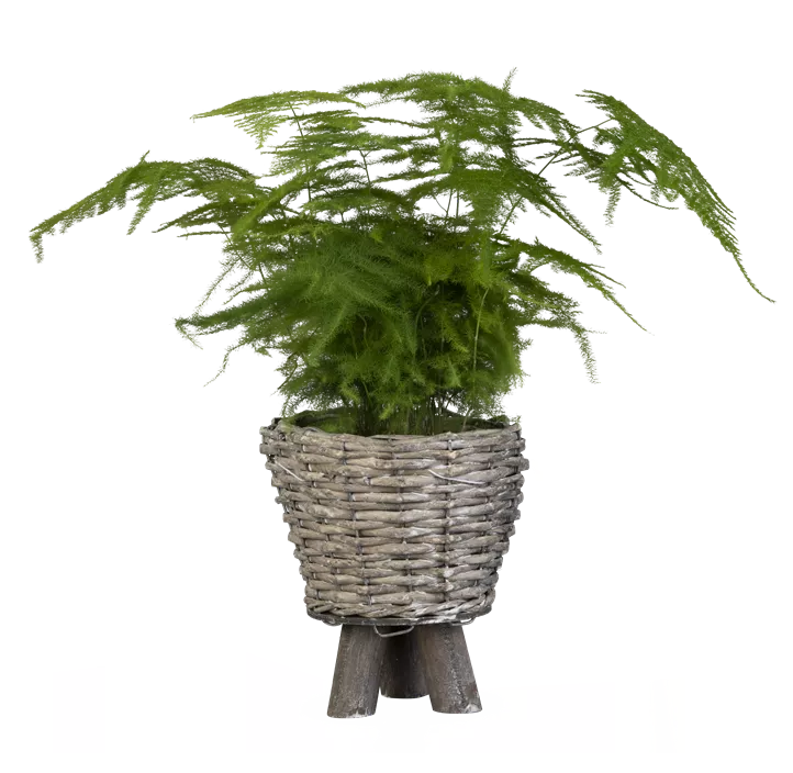 Feder-Spargel