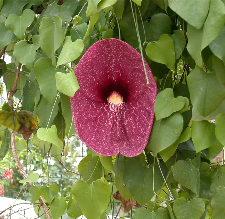 Pfeifenblume