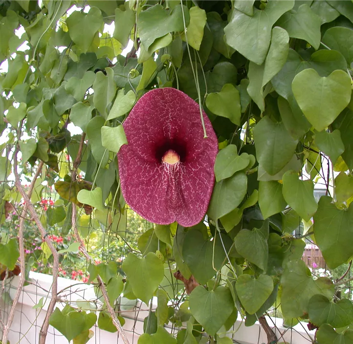 Pfeifenblume