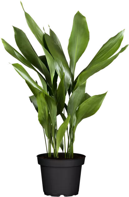 standort alocasia zebrina Alocasia zebrina main image 1
