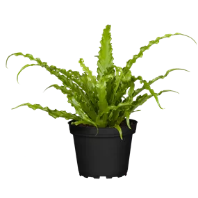 Asplenium antiquum Osaka