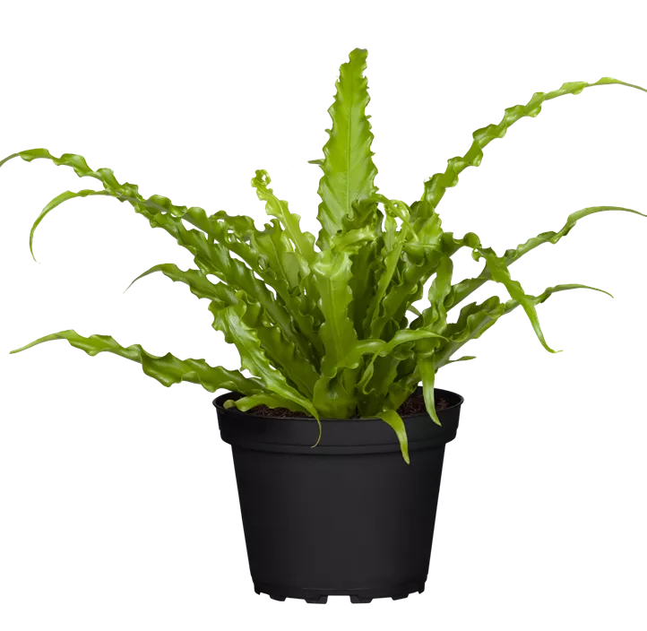 Nestfarn 'Osaka' Nestfarn 'Osaka'