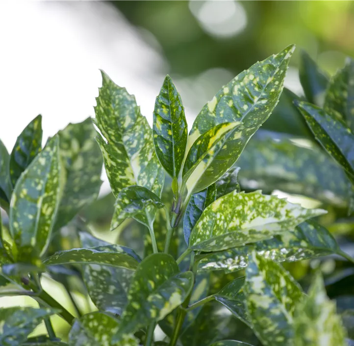 Japanische Aucube 'Crotonifolia'