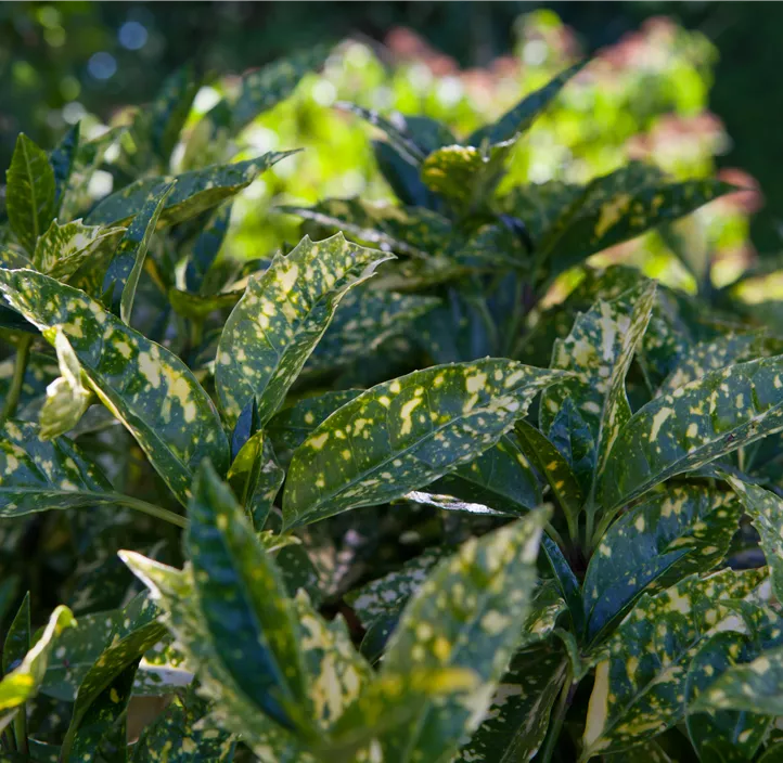 Japanische Aucube 'Crotonifolia'