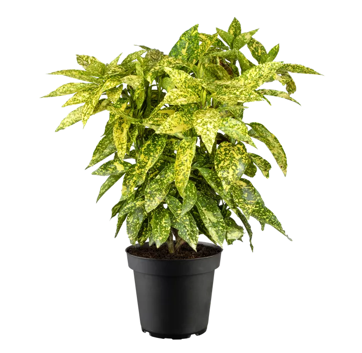 Japanische Aucube 'Crotonifolia'
