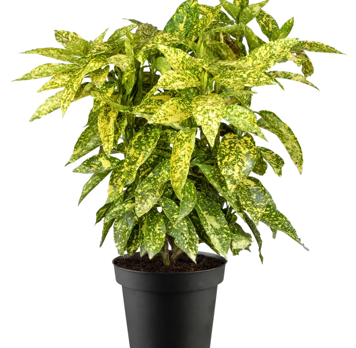 Japanische Aucube 'Crotonifolia'