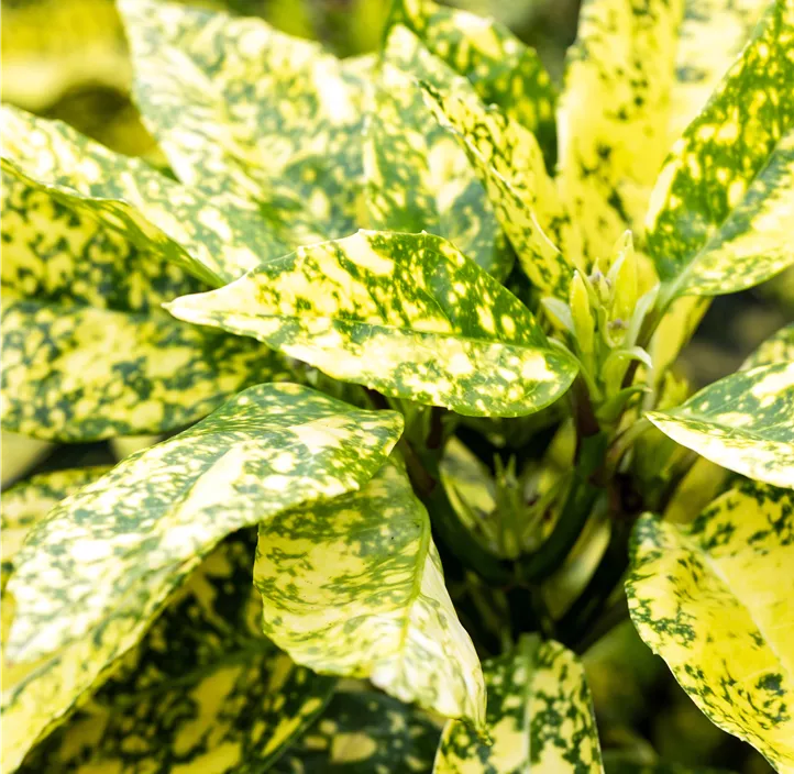 Japanische Aucube 'Crotonifolia'