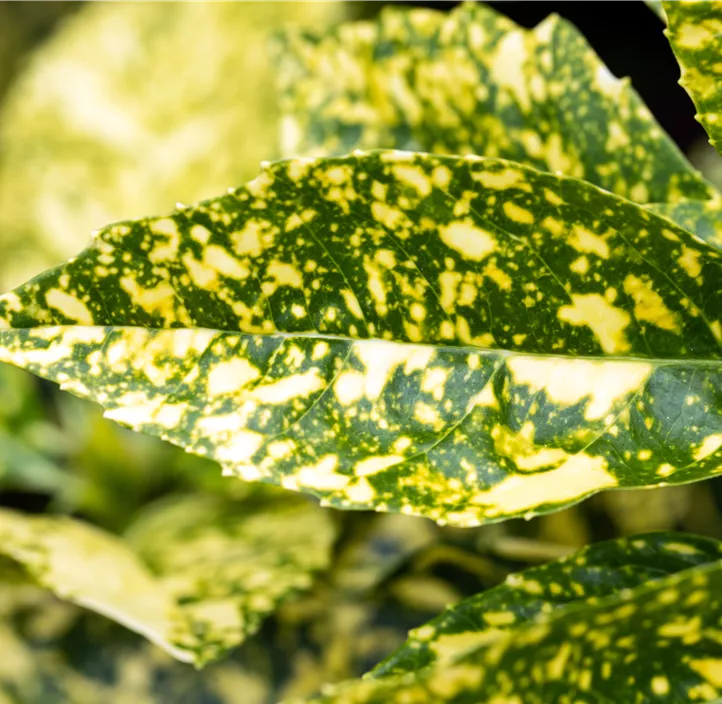 Japanische Aucube 'Crotonifolia'