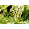 bellaflora Gartencenter GmbH