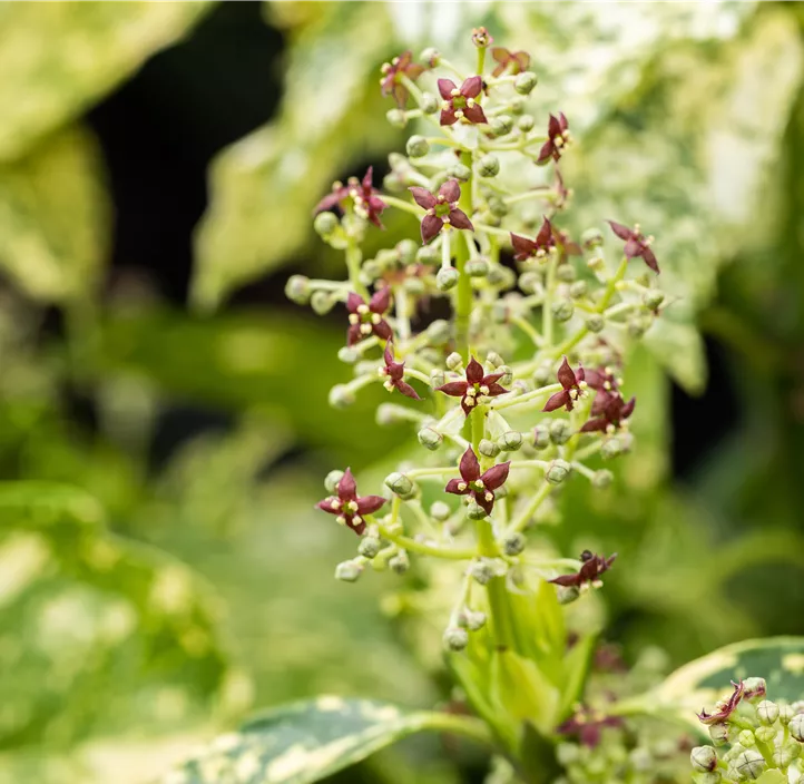 Japanische Aucube 'Crotonifolia'