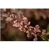 bellaflora Gartencenter GmbH