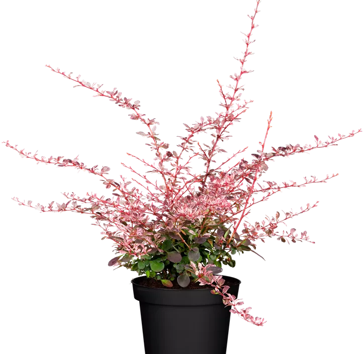 Berberitze 'Harlequin'