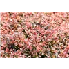 bellaflora Gartencenter GmbH