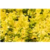 bellaflora Gartencenter GmbH