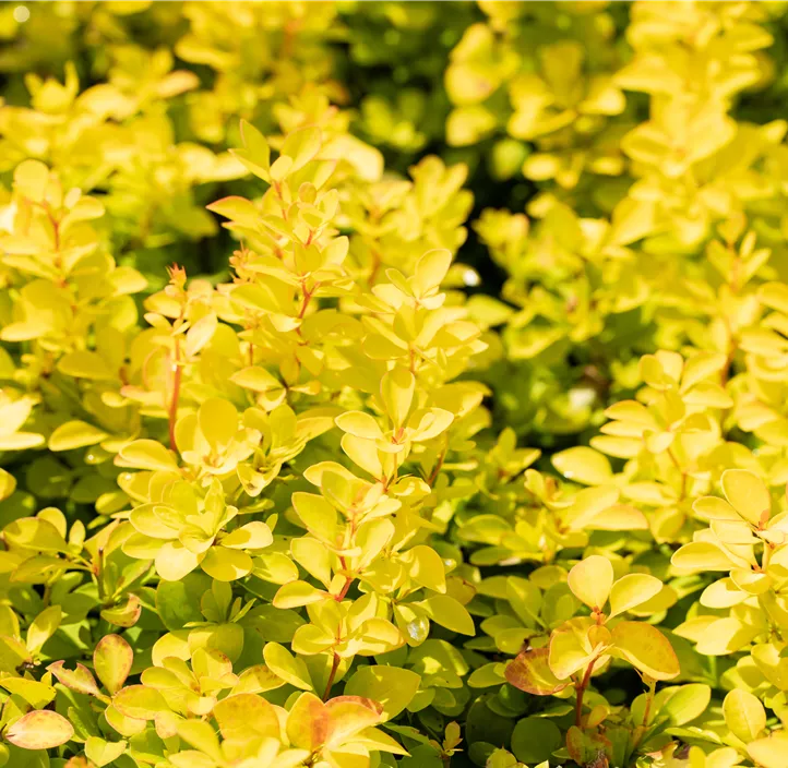 Berberitze 'Maria'(s)
