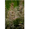 bellaflora Gartencenter GmbH