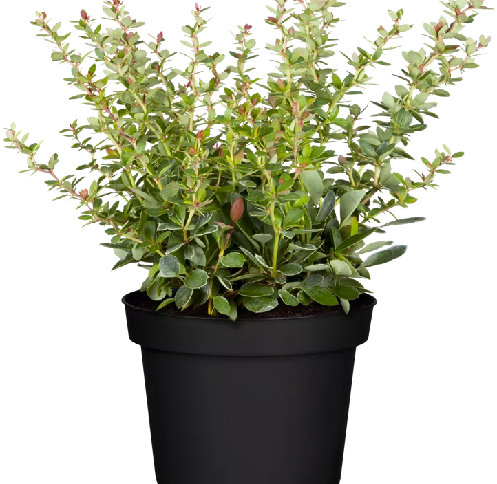 Grüne Heckenberberitze