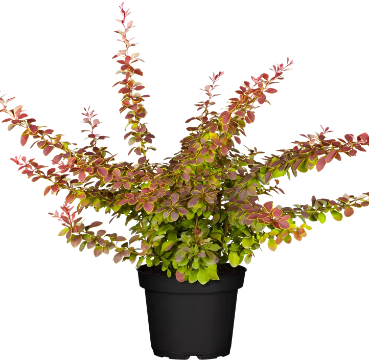 Grüne Heckenberberitze